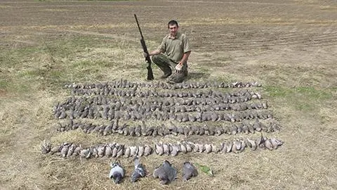 Doves Pigeon Hunting