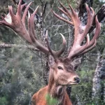 Gold Medal Red Stag