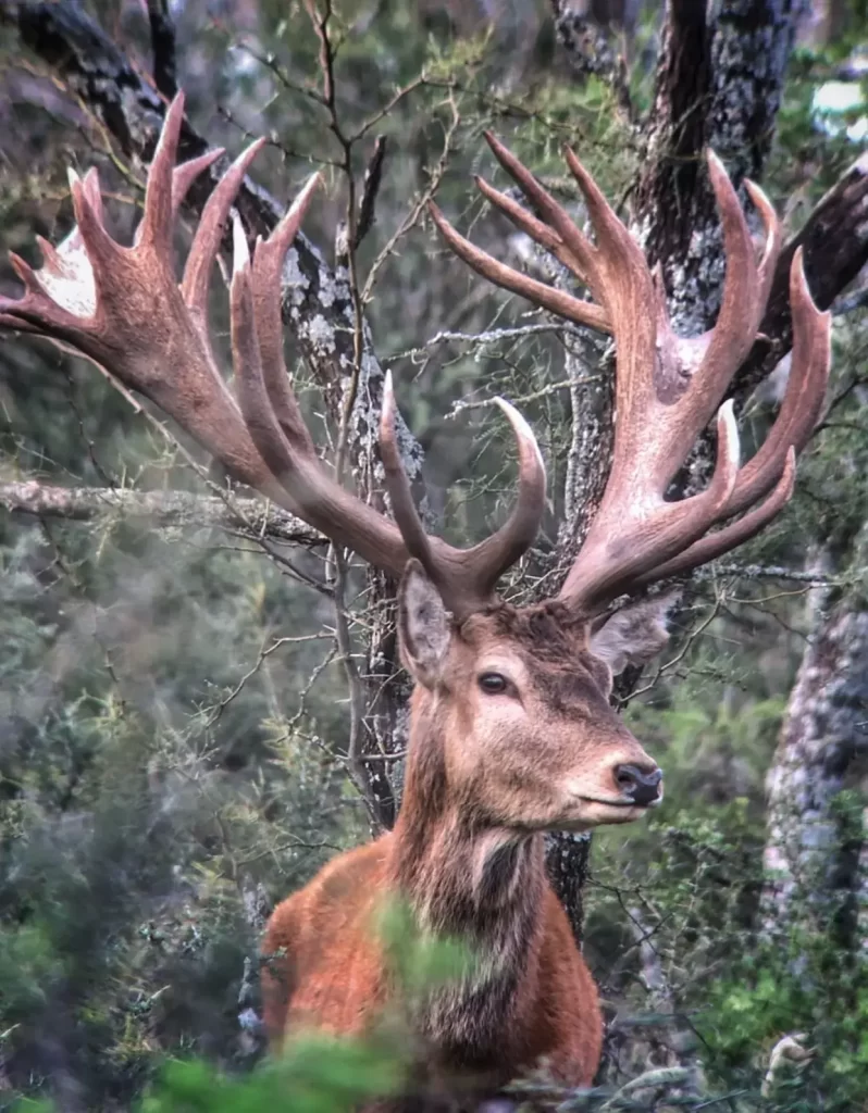 Gold Medal Red Stag