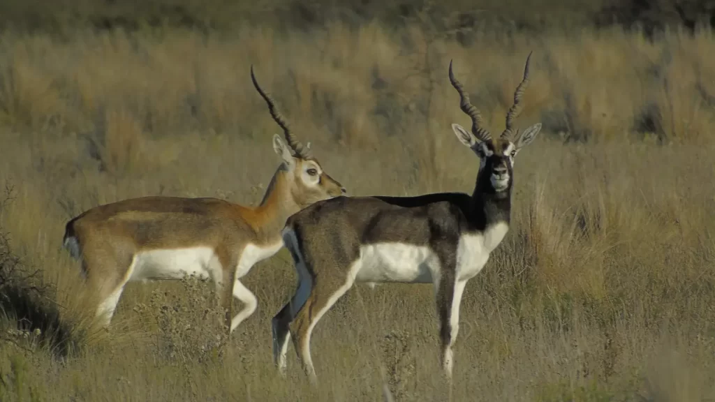 Blackbuck Antelope Hunting