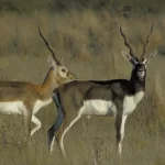 Blackbuck Antelope Hunting