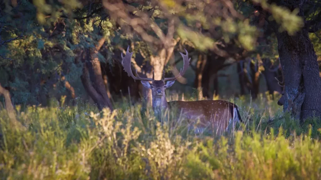 Fallow deer hunting