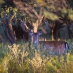 Fallow deer hunting