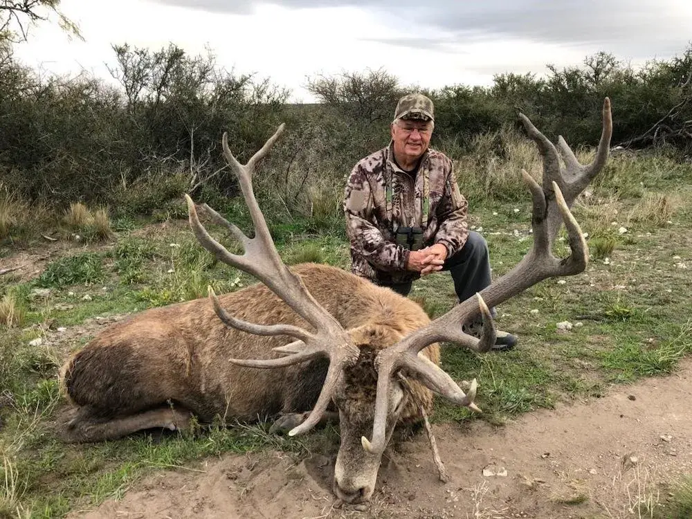 Free Range Stags Photographs