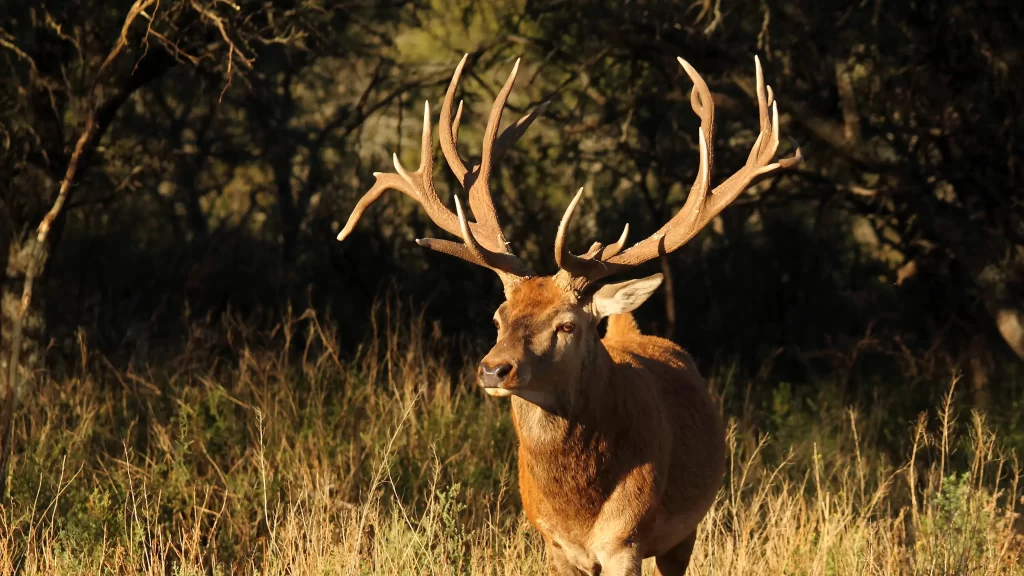 Red Stag Hunting