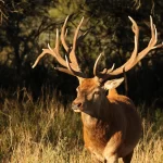 Red Stag Hunting