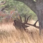 Red Stag Roar