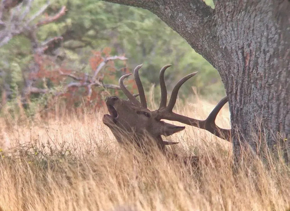 Red Stag Roar