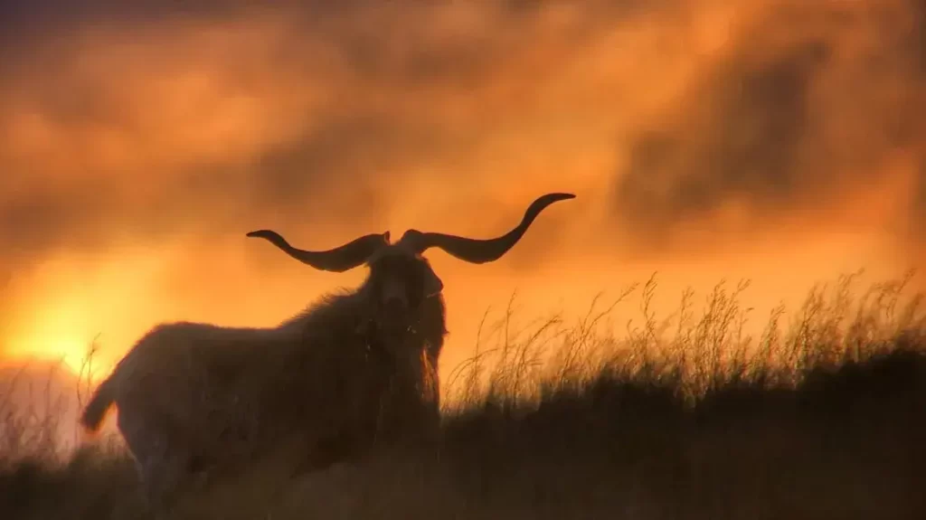 Sheep and feral goats hunt