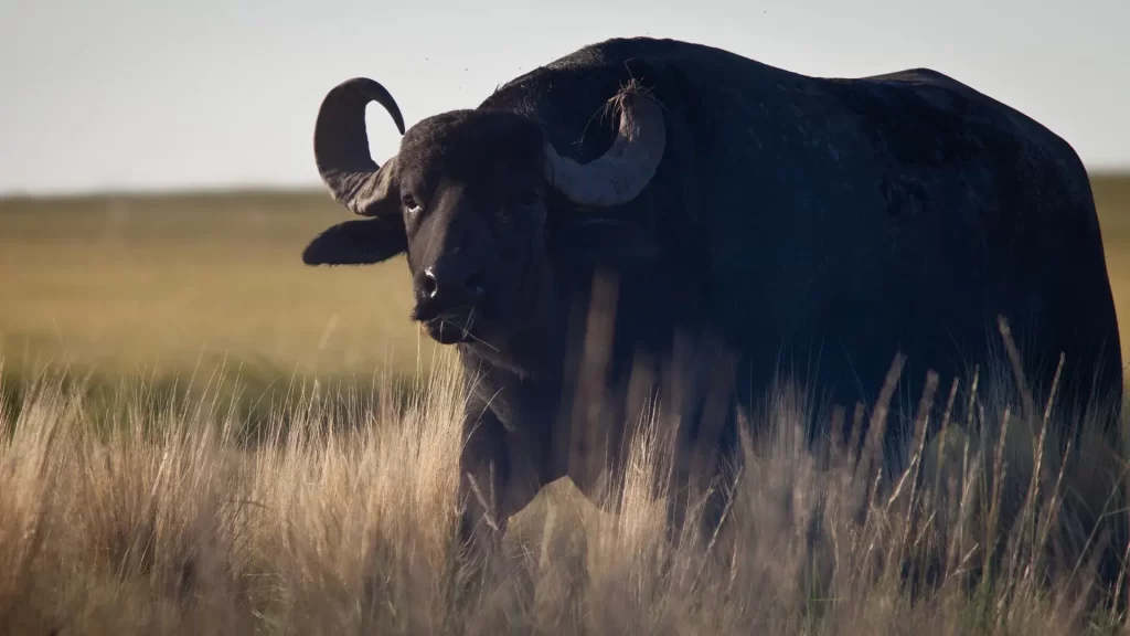 Water Buffalo hunt