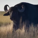Water Buffalo hunt