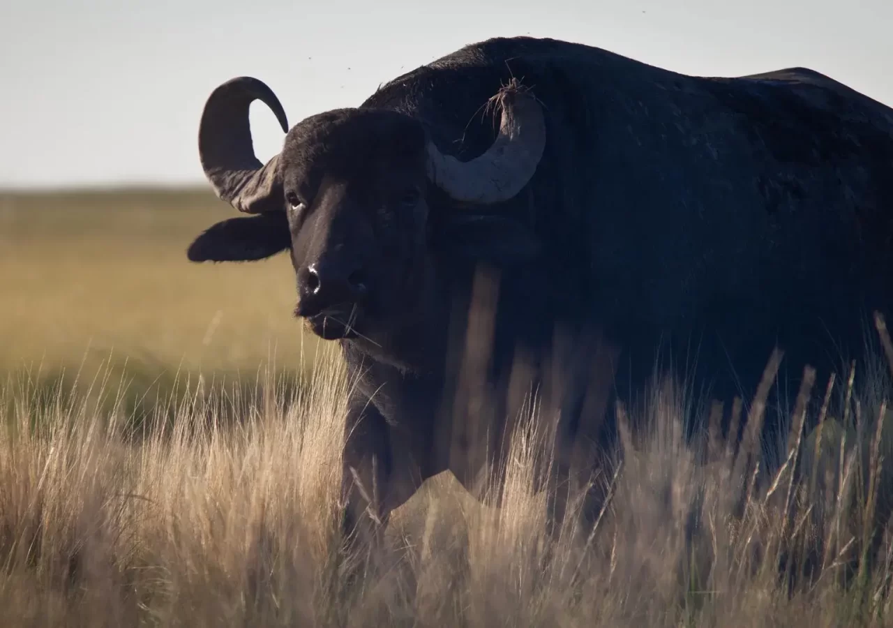 Water Buffalo hunt