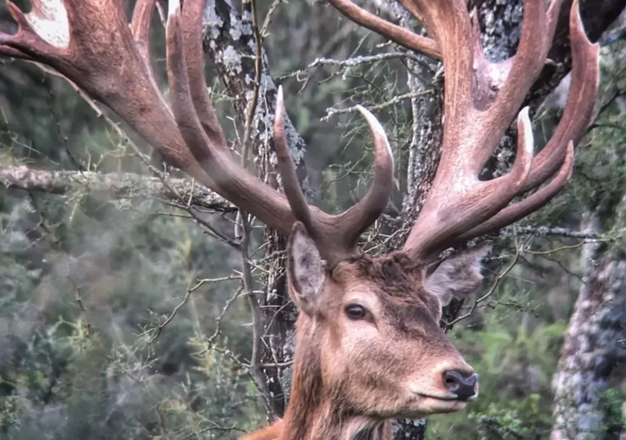 Gold Medal Red Stag